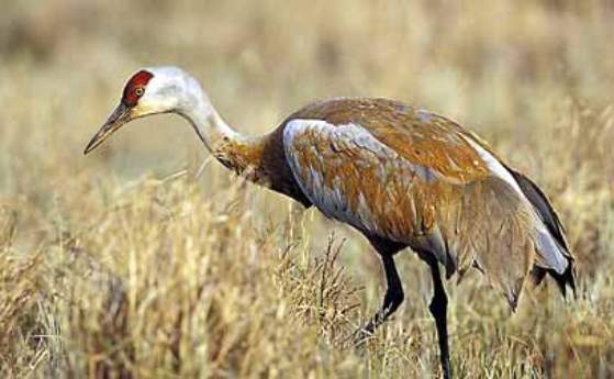 sandhill crane